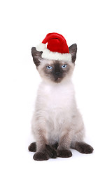 Image showing Siamese Kitten on White With Santa Hat