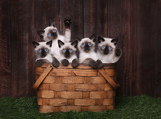 Image showing Adorable Siamese Kittens in A Basket