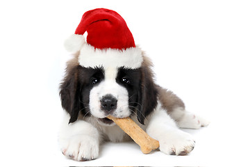 Image showing Saint Bernard Puppy Wearing Santa Hat