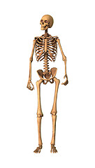 Image showing 3D Rendering Human Skeleton on White