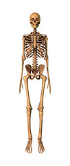 Image showing 3D Rendering Human Skeleton on White