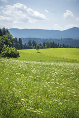 Image showing green meadow with flowers