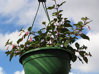 Image showing flower basket