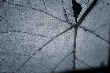 Image showing Beautiful background leaf