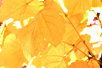 Image showing Beautiful background leafs