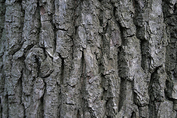 Image showing ald tree bark