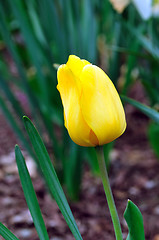 Image showing Yellow Tulips