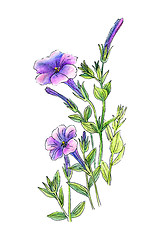 Image showing Beautiful petunia flowers