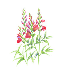 Image showing Beautiful Snapdragon flowers