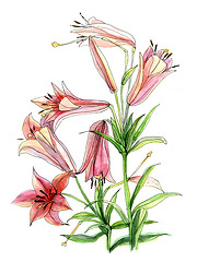 Image showing Watercolor flower of lily 