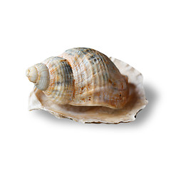 Image showing Conch\r