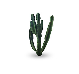 Image showing Cactus