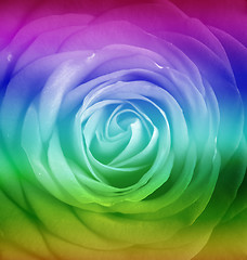 Image showing Rainbow Rose
