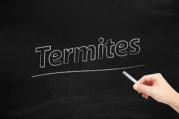 Image showing Termites