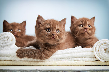 Image showing kitten and towels