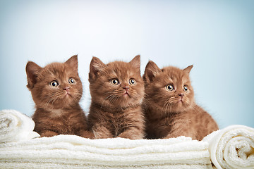 Image showing kitten and towels