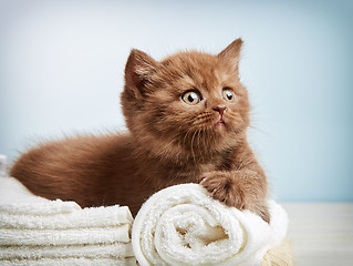 Image showing kitten and towels