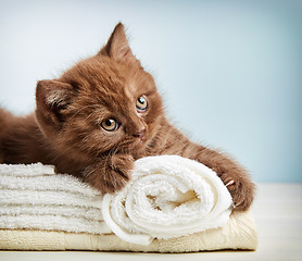 Image showing kitten and towels