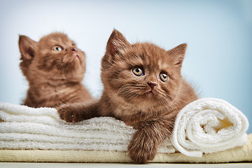 Image showing kitten and towels