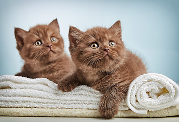 Image showing kitten and towels