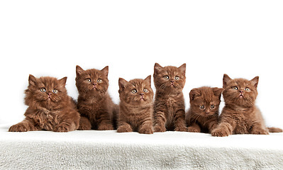 Image showing six brown british kittens