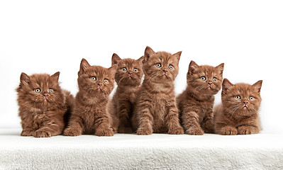 Image showing six brown british kittens