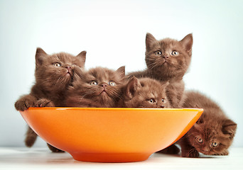 Image showing brown british kittens