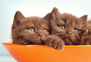 Image showing brown british kittens