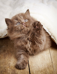 Image showing brown british longhair kitten