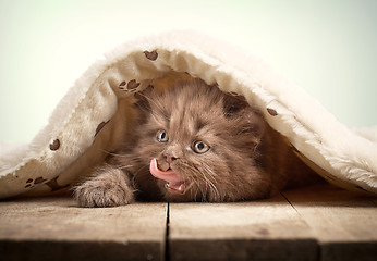 Image showing brown british longhair kitten