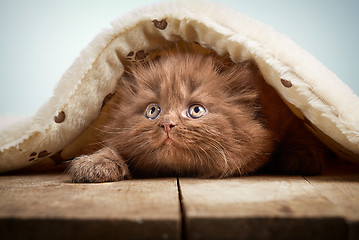 Image showing brown british longhair kitten