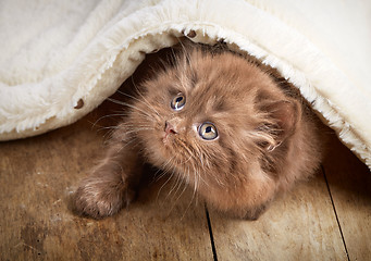 Image showing brown british longhair kitten