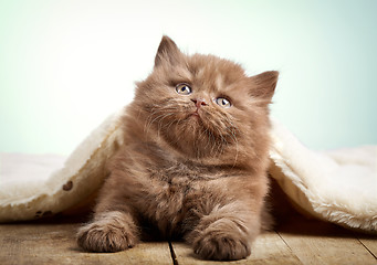 Image showing brown british longhair kitten