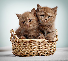 Image showing Two brown british shorthair kittens