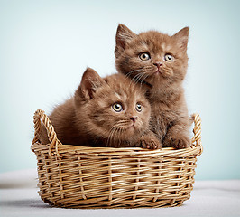 Image showing Two brown british shorthair kittens