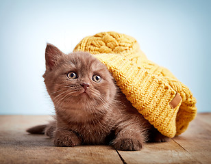 Image showing brown british kitten in a knitted hat