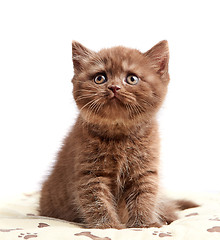 Image showing brown british short hair kitten