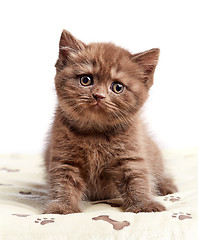 Image showing brown british short hair kitten