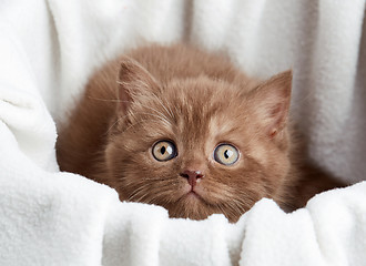 Image showing portrait of brown british kitten