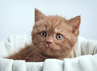 Image showing portrait of brown british kitten