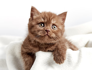 Image showing portrait of brown british kitten