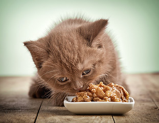Image showing kitten eating cats food