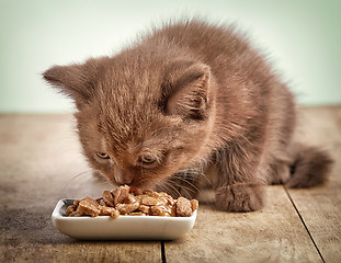 Image showing kitten eating cats food