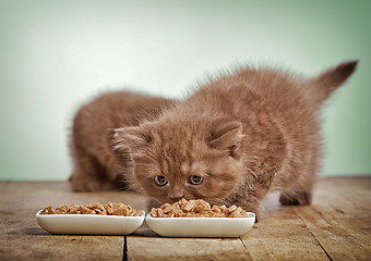 Image showing kitten eating cats food