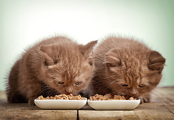 Image showing kitten eating cats food