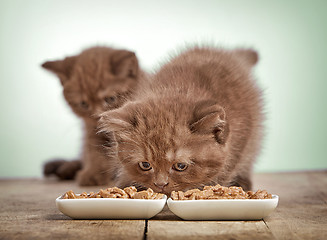 Image showing kitten eating cats food