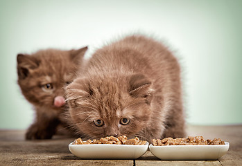 Image showing kitten eating cats food