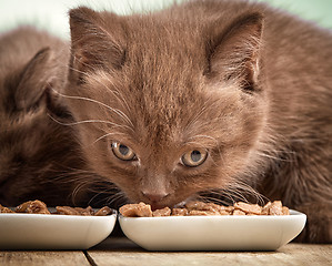 Image showing kitten eating cats food