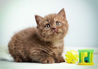 Image showing portrait of brown british kitten