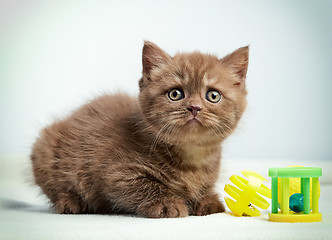 Image showing portrait of brown british kitten